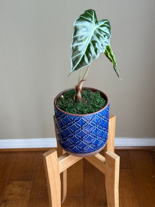 Upright Tall Plant Stand – Handmade in Solid White Oak (20" Height, Fits 8" Pots)